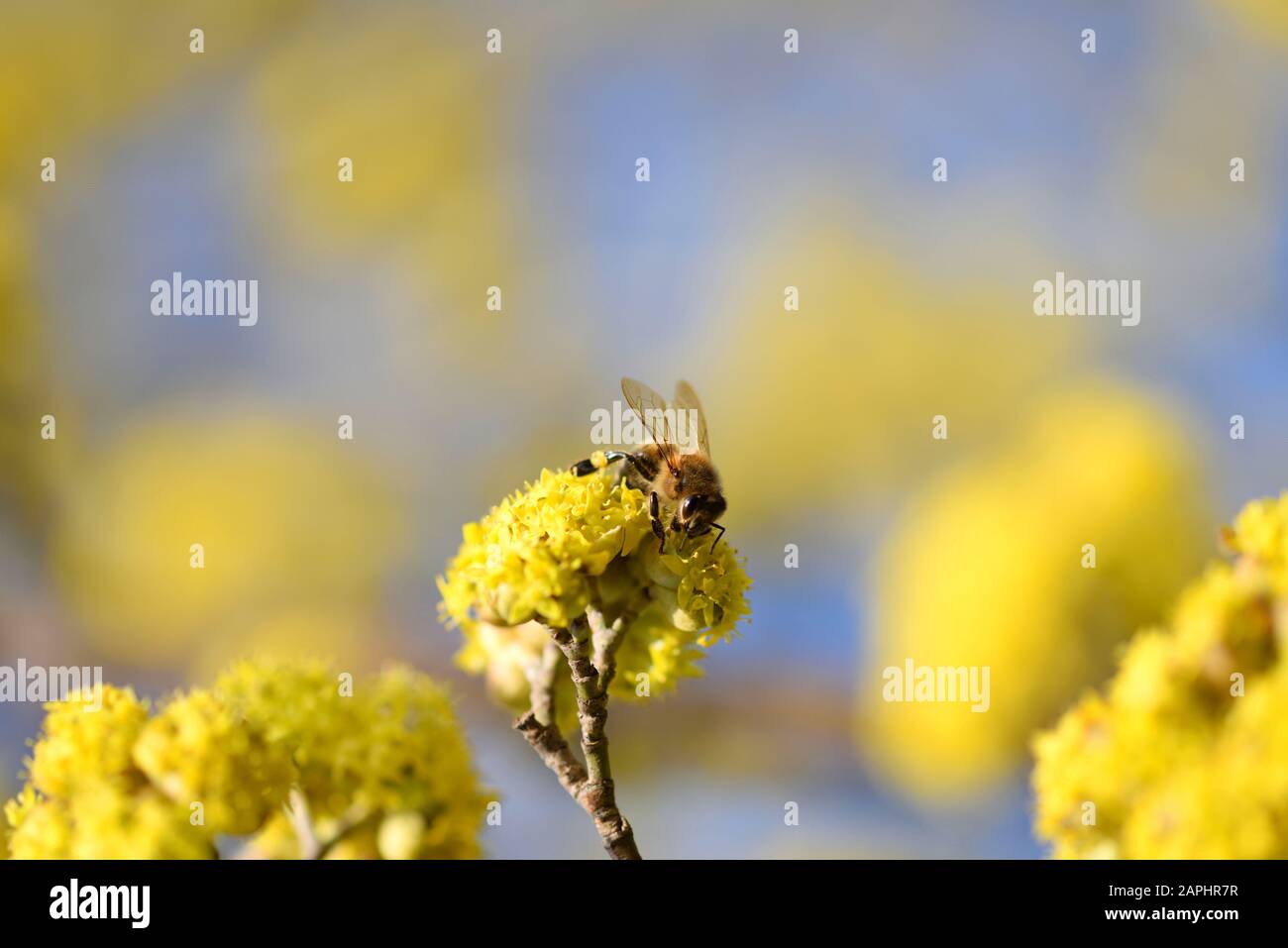 Flowering dogwoods (Cornus mas) pollinated by bees in the spring against the clear blue sky Stock Photo