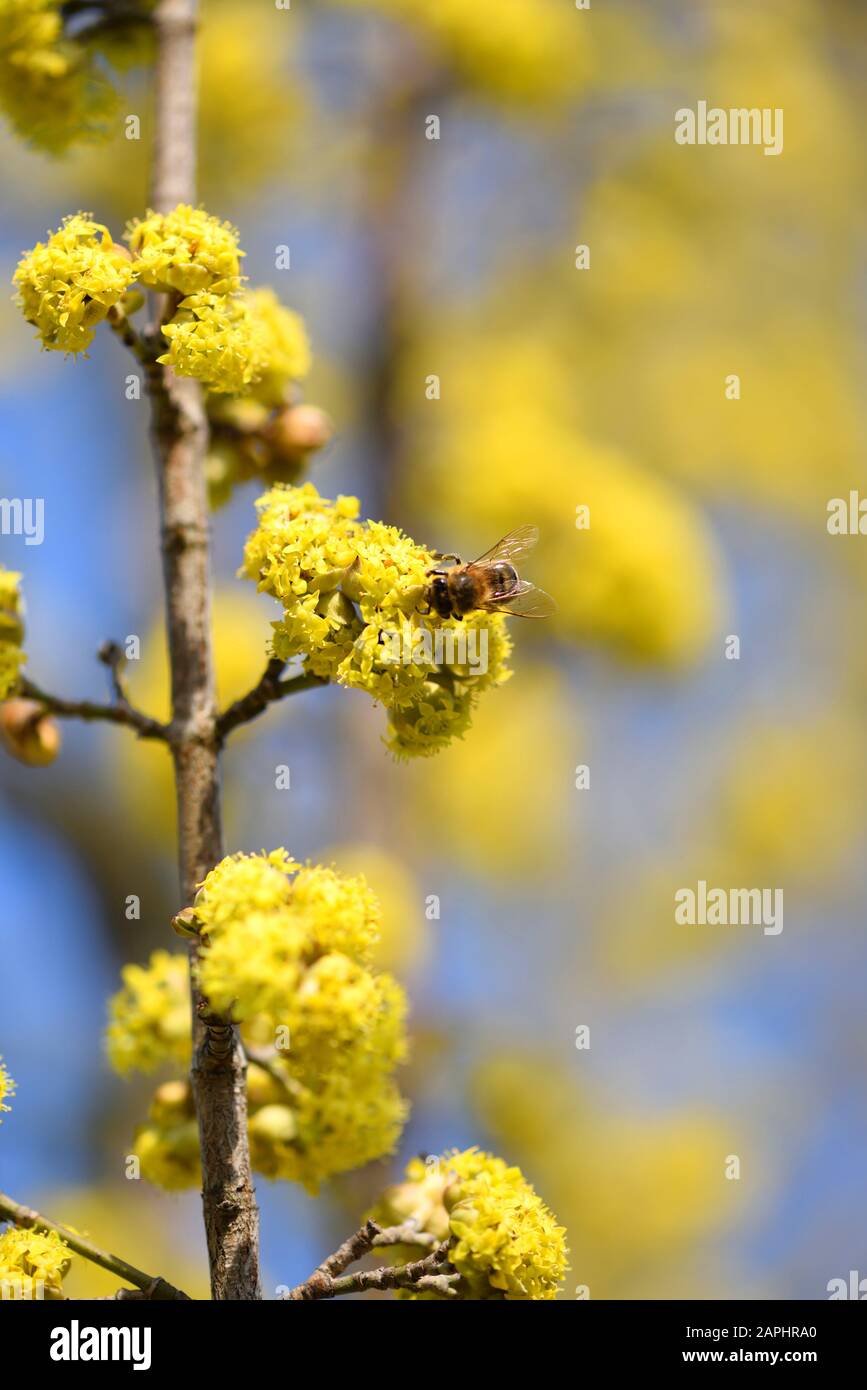 Flowering dogwoods (Cornus mas) pollinated by bees in the spring against the clear blue sky Stock Photo