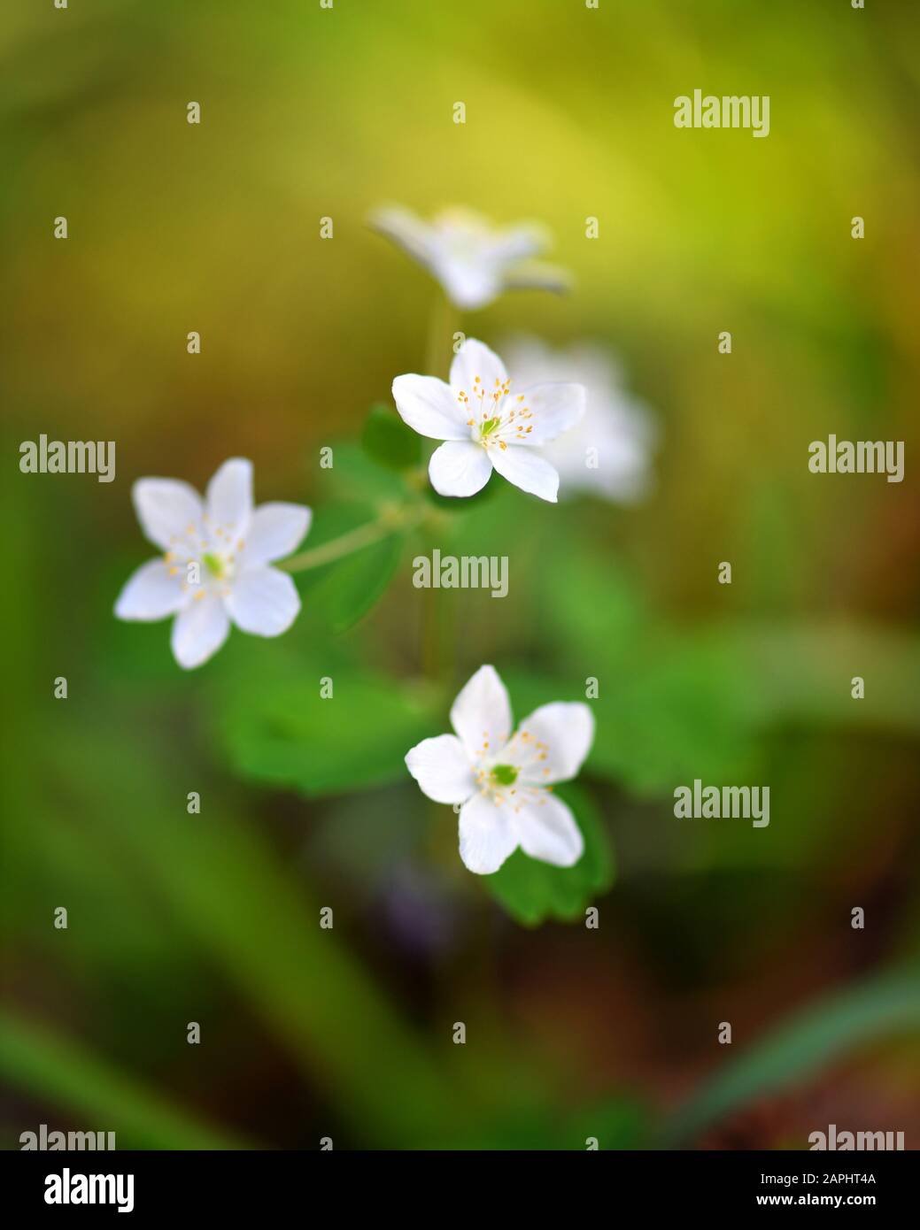 Spring flower close-up. Isopyrum thalictroides. Stock Photo