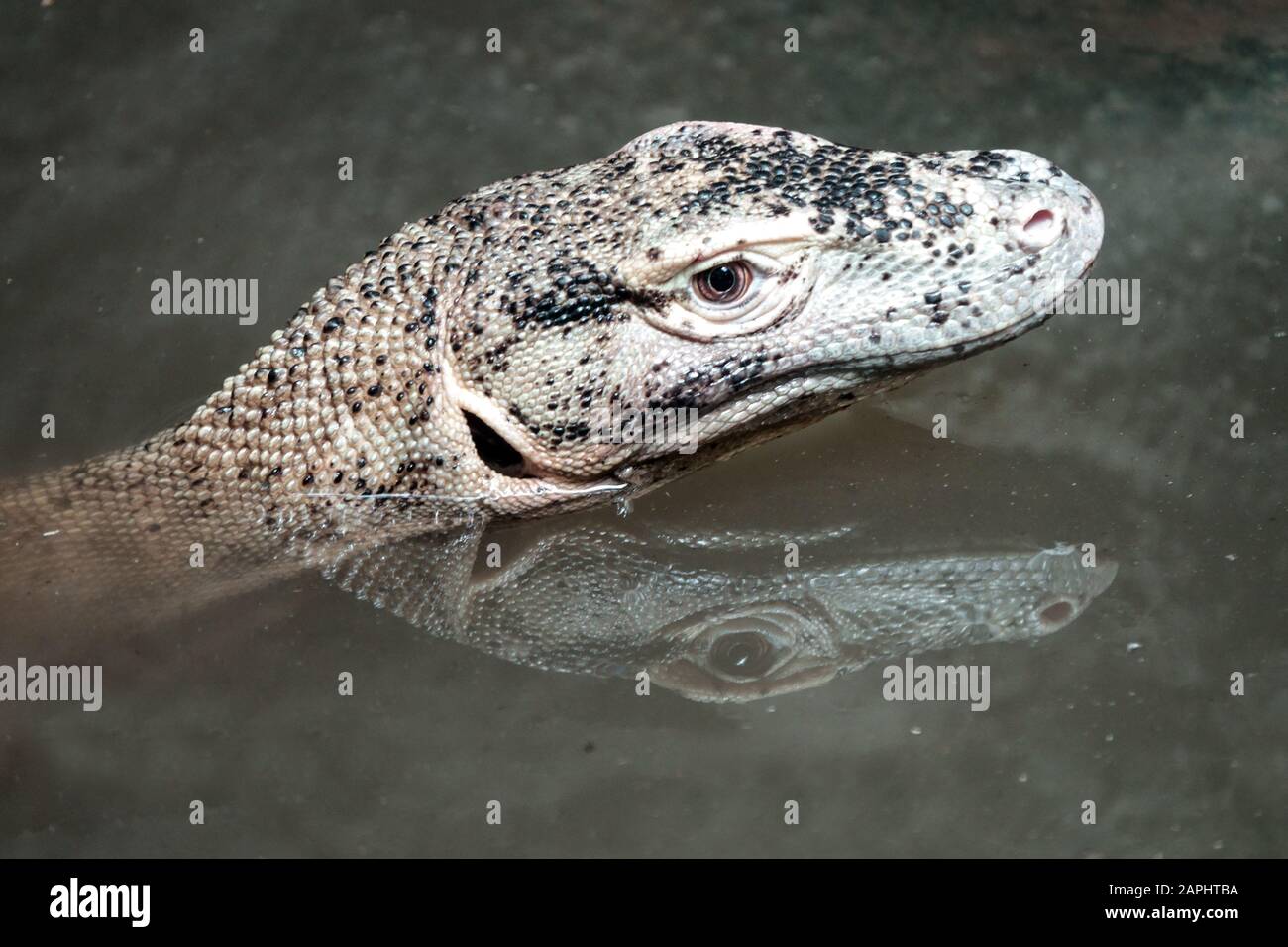 Portrait of Young Komodo dragon in water Varanus komodoensis Stock