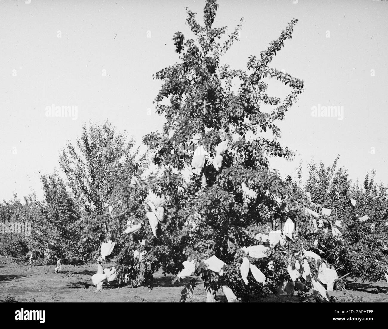 Pollination not necessary Black and White Stock Photos & Images - Alamy