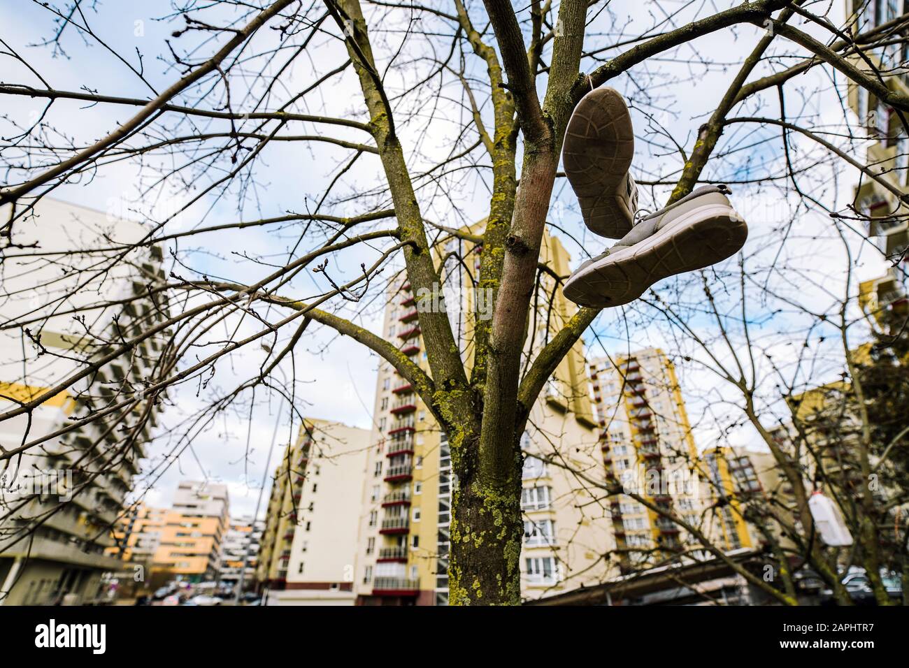 SHoes hanging on the tree Stock Photo Alamy