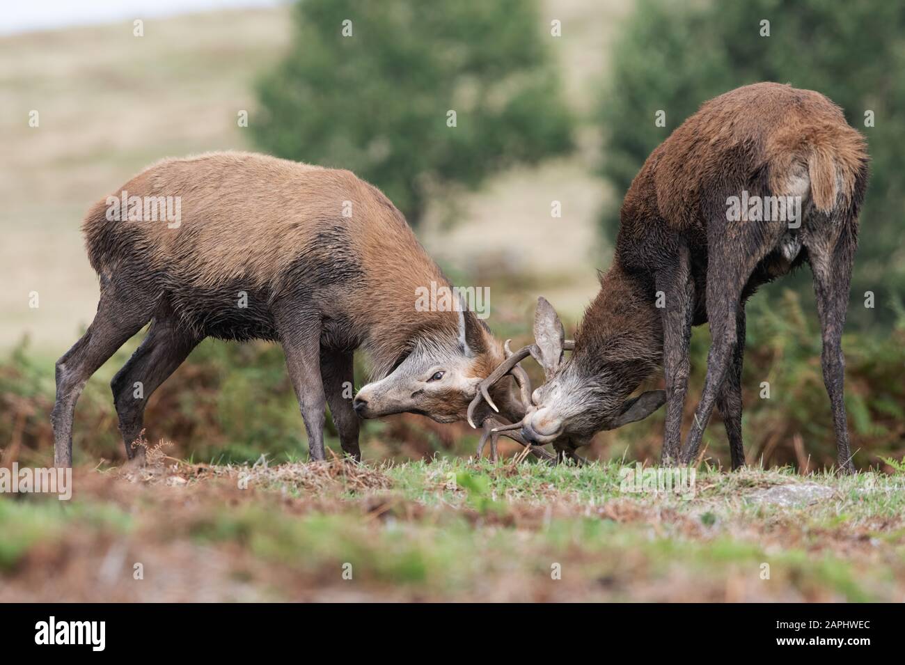 Young Red Deer Stags (Cervus elaphus) with their antlers locked in battle Stock Photo