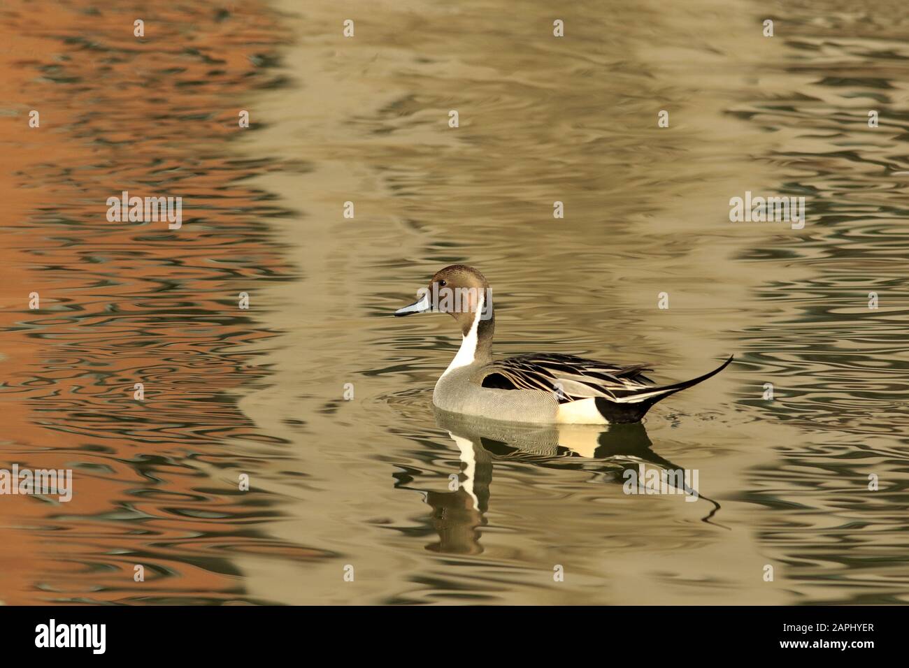 Northern pintail Stock Photo