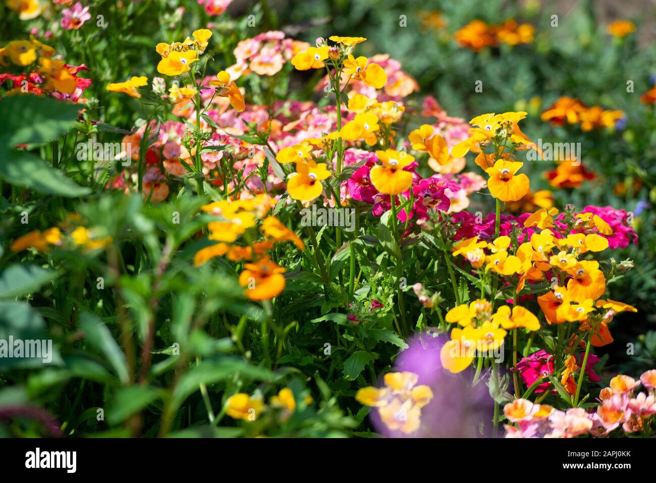 In many colors Nemesia, Sansatia blooms. This flower was named after Nemesis, the Greek goddess of retribution. Stock Photo