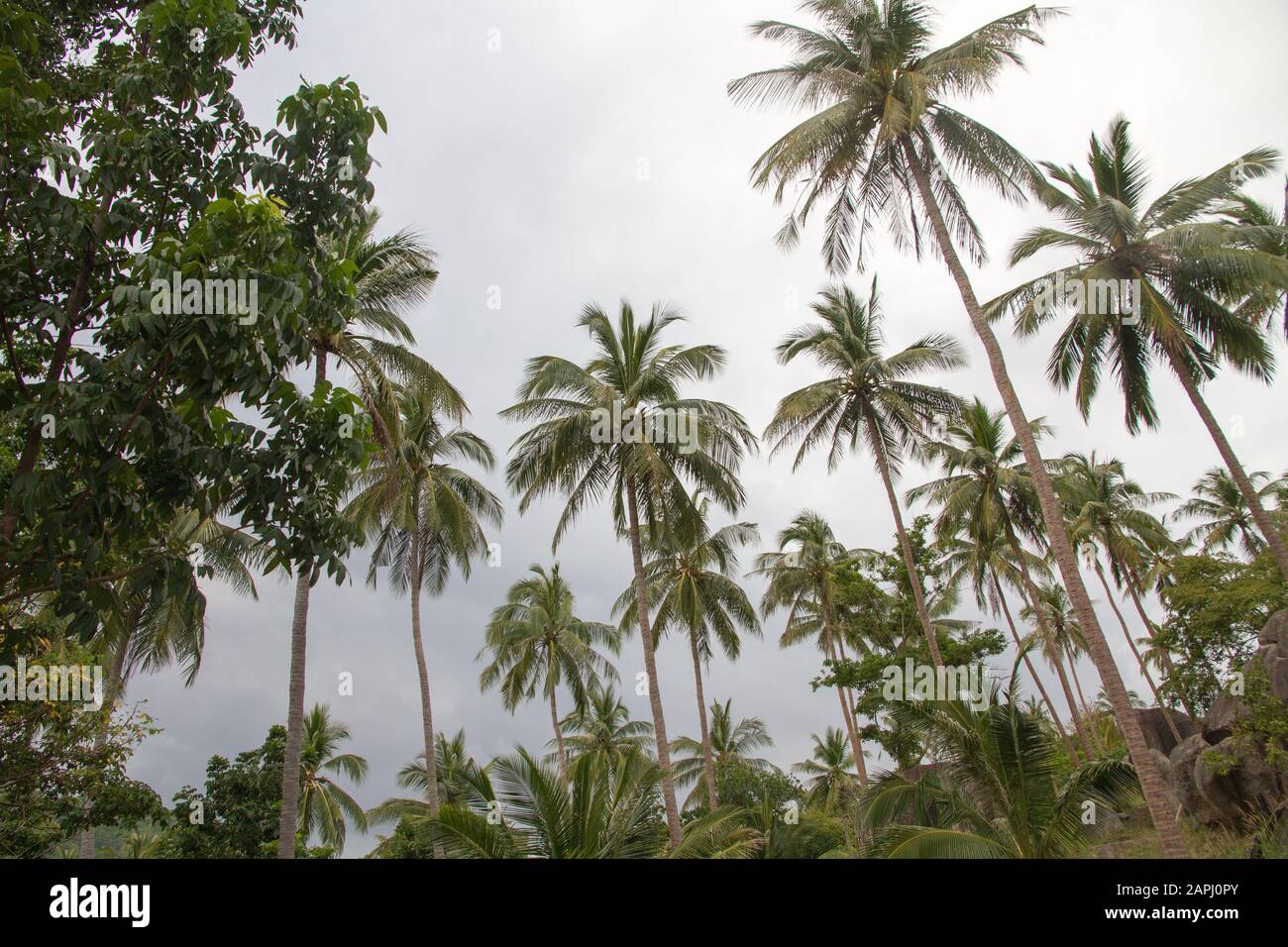 Grove of coconut Palm trees, Koh Tao island Stock Photo