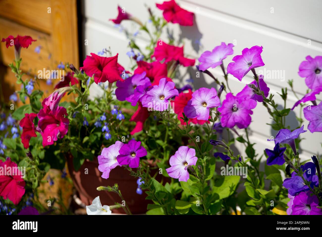 Petunia blooms in many colors. Tobacco and petunia are related plants.  Colorful petunia flowers close up Stock Photo