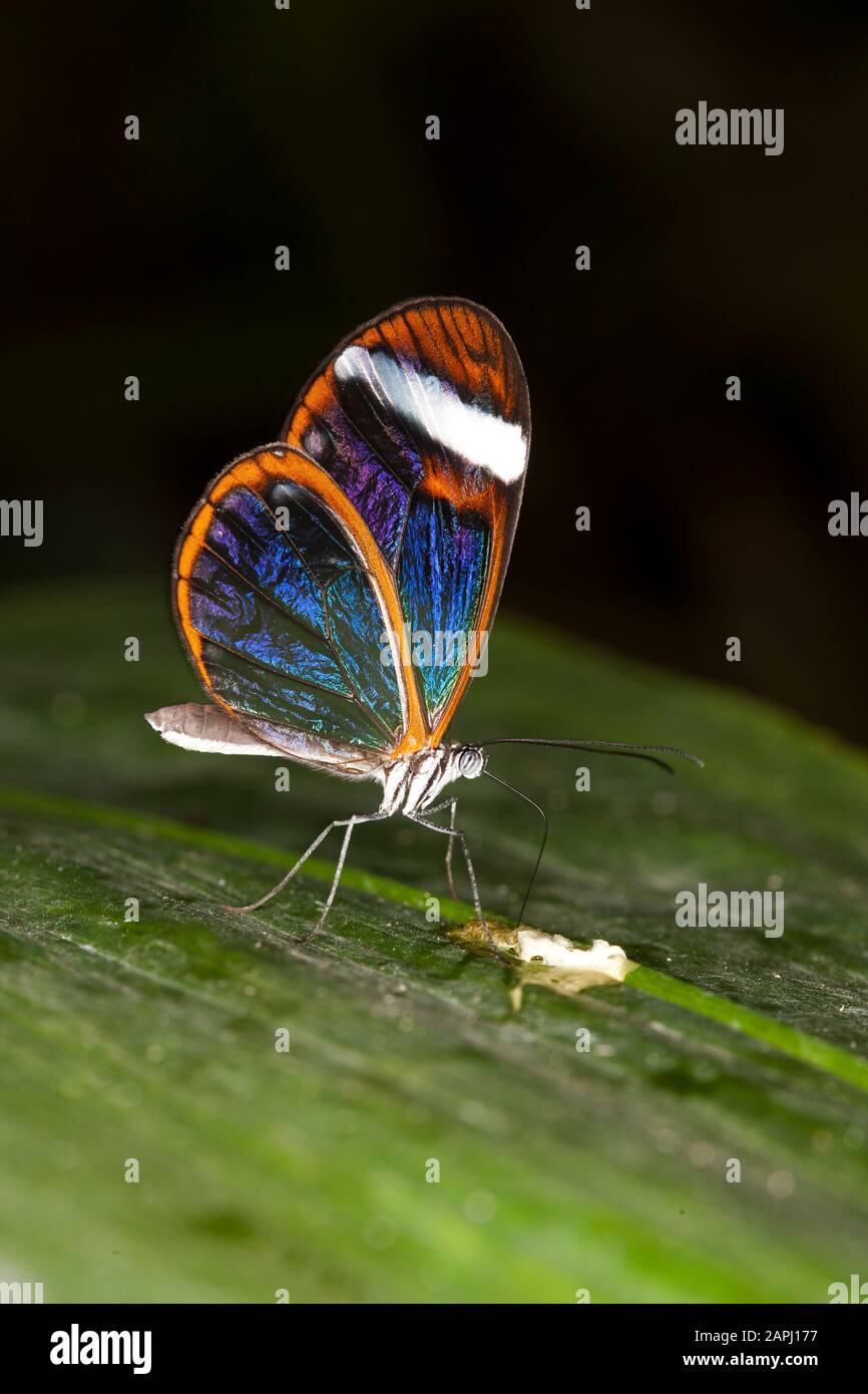 Glasswing Butterfly, greta oto, Adult standing on Leaf Stock Photo