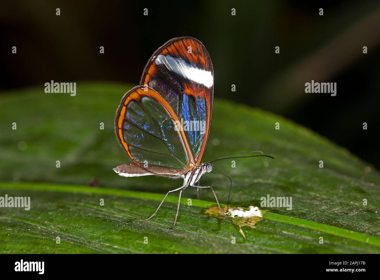 Glasswing Butterfly, greta oto, Adult standing on Leaf Stock Photo