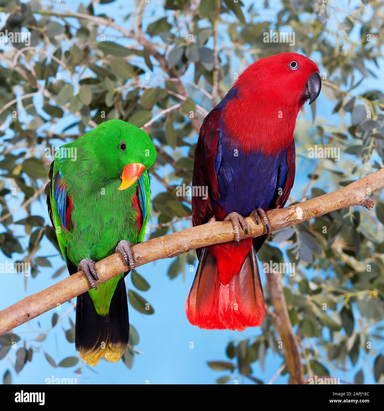 Eclactus Male and female eclectus parrot hi-res stock photography and images - Alamy