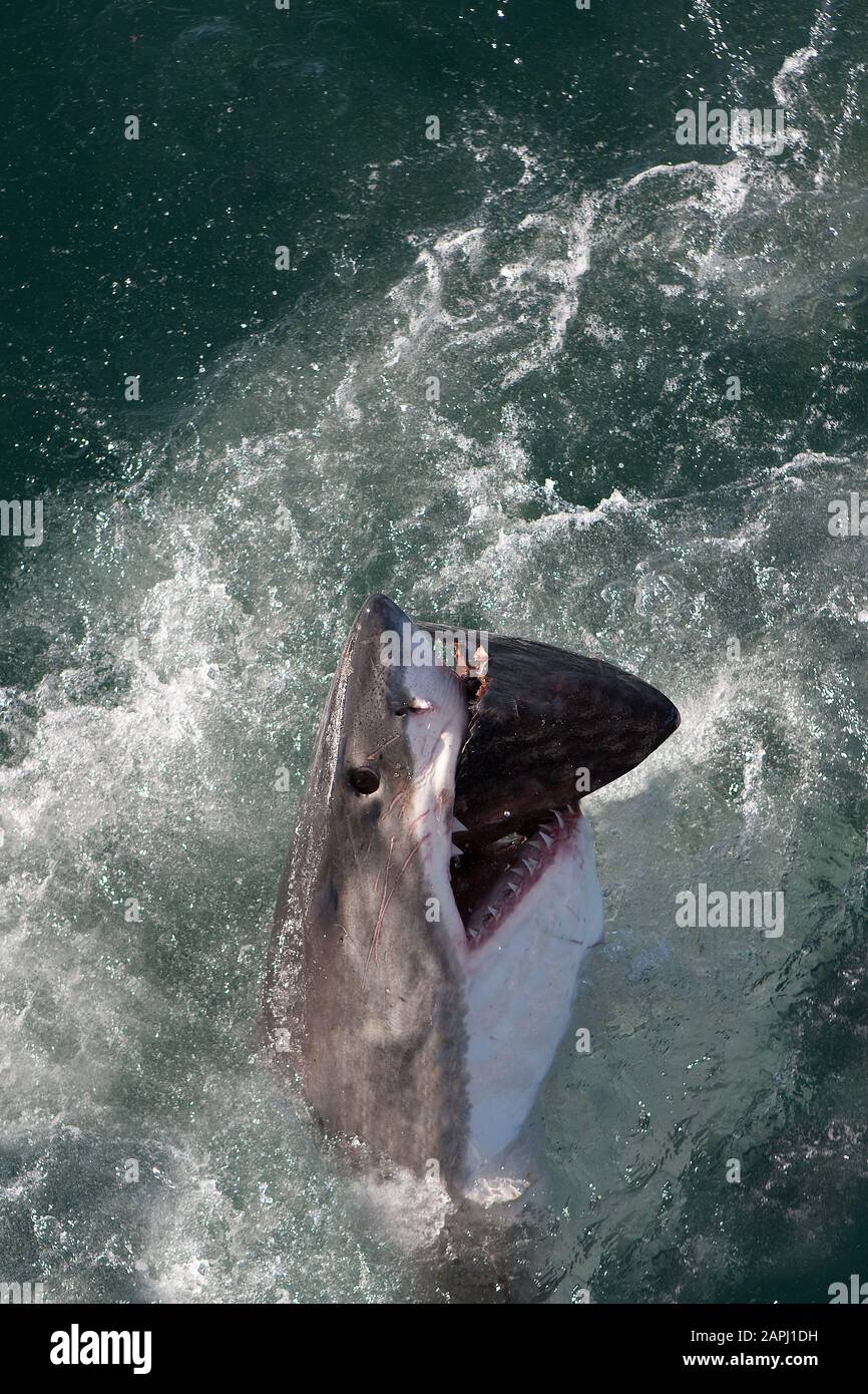 Great White Shark Eating Fish