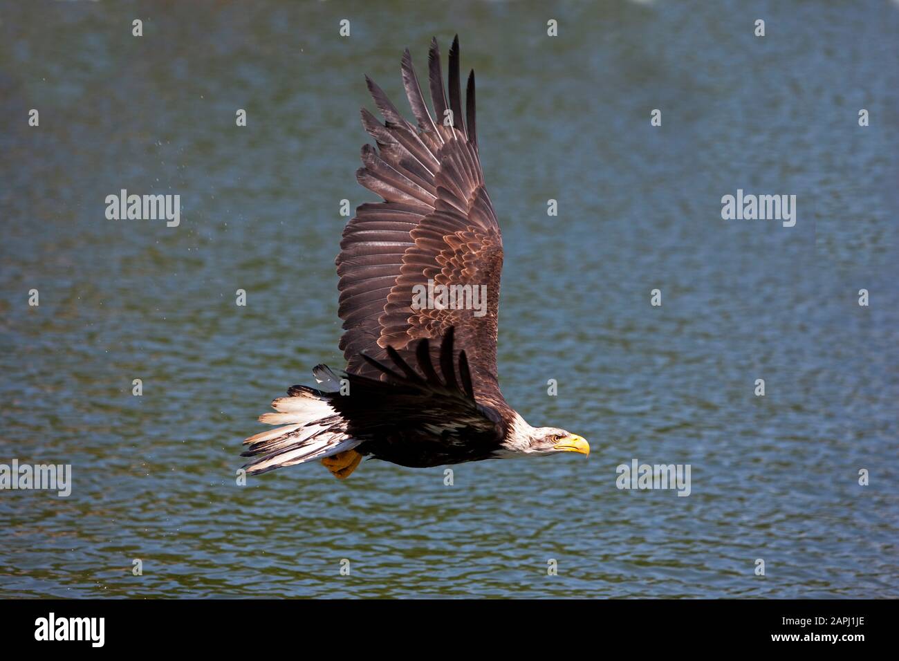 Bald Eagle, haliaeetus leucocephalus, Juvenile in Flight Stock Photo ...