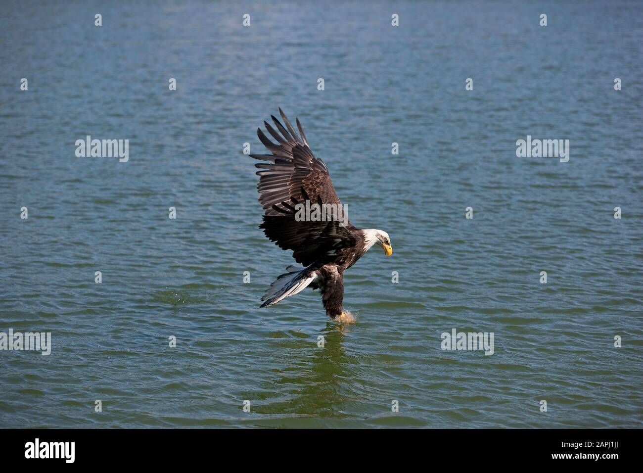 Bald Eagle, haliaeetus leucocephalus, Juvenile in Flight, Fishing Stock ...