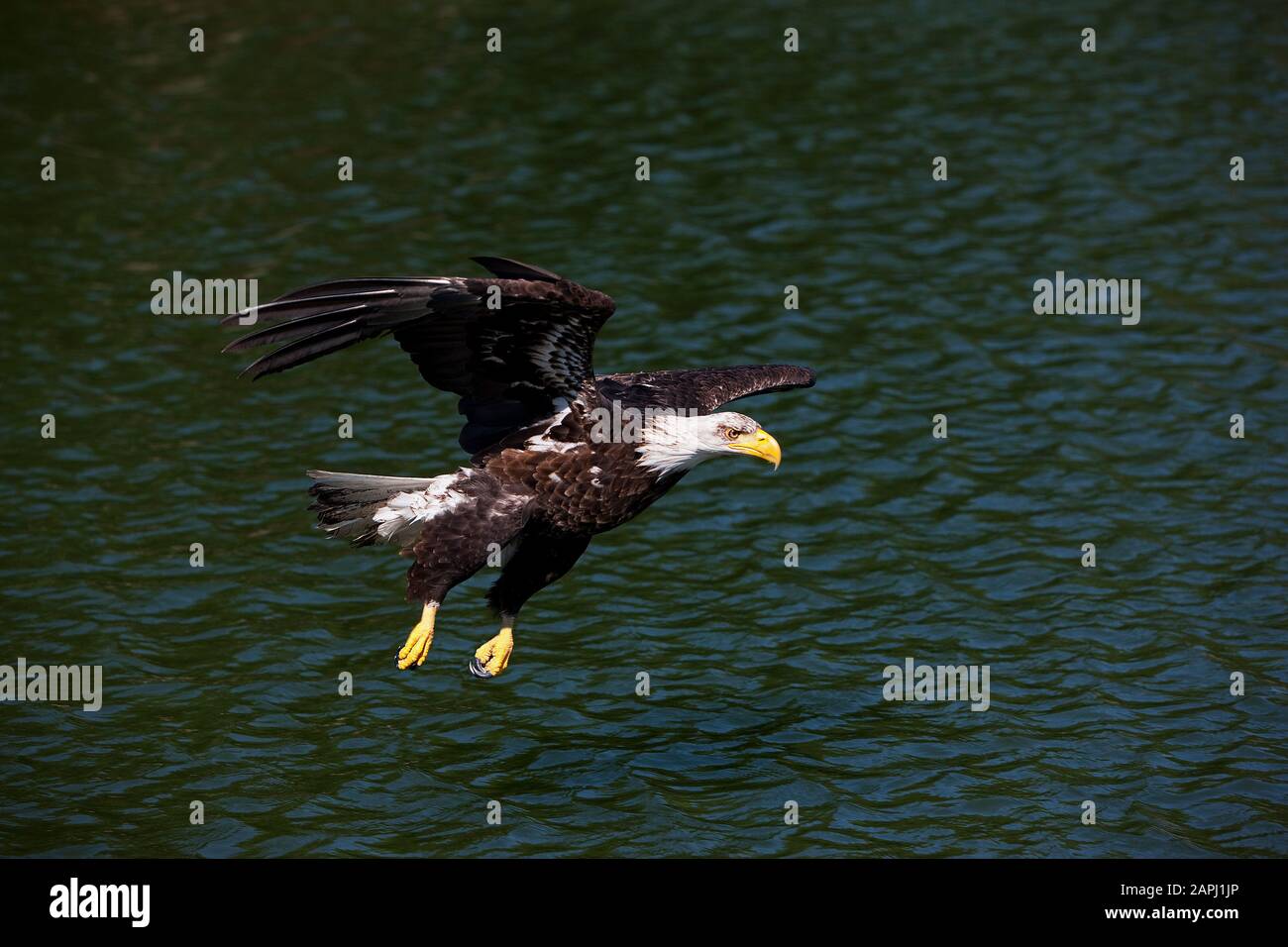 Bald Eagle, haliaeetus leucocephalus, Juvenile in Flight Stock Photo ...