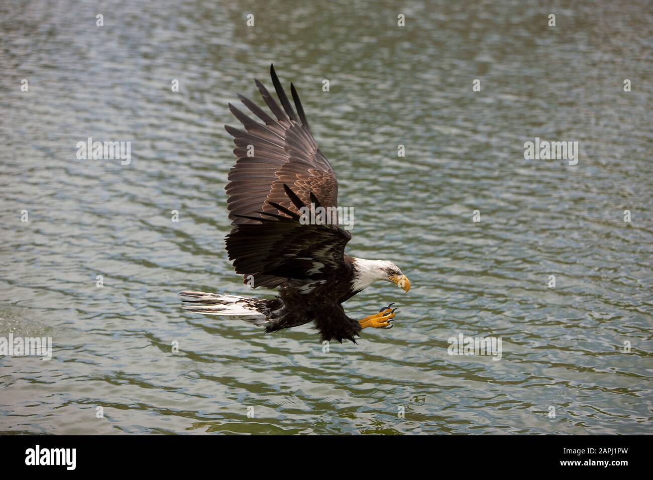 Bald Eagle, haliaeetus leucocephalus, Juvenile in Flight, Fishing Stock ...