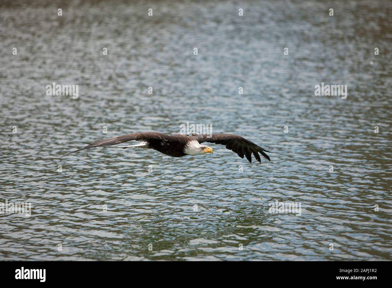 Bald Eagle, haliaeetus leucocephalus, Juvenile in Flight Stock Photo ...