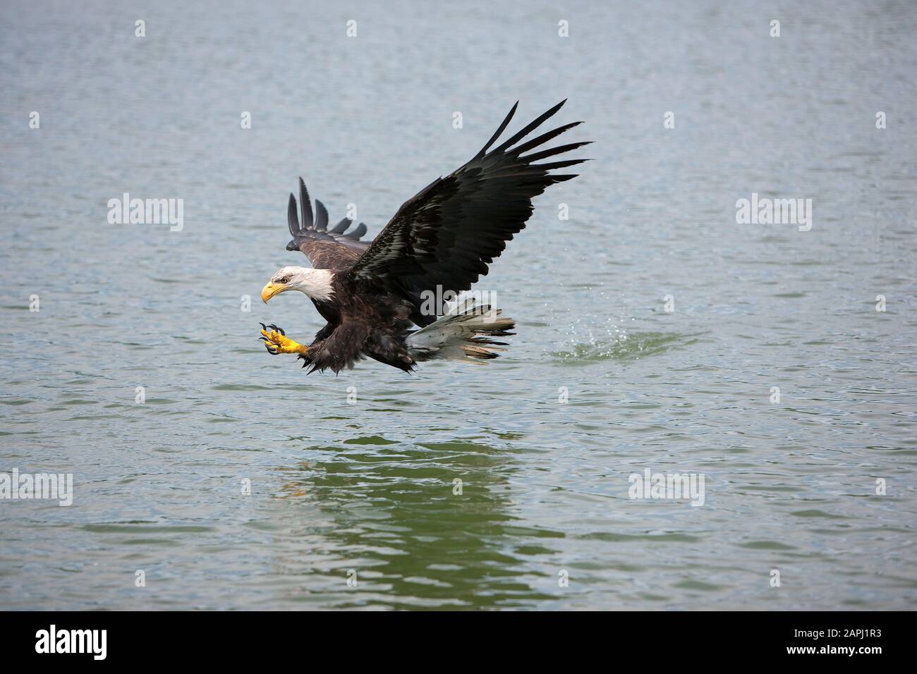 Bald Eagle, haliaeetus leucocephalus, Juvenile in Flight, Fishing Stock ...