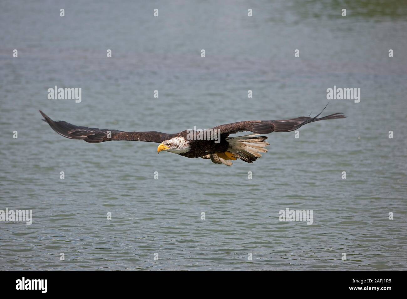 Bald Eagle, haliaeetus leucocephalus, Juvenile in Flight Stock Photo ...