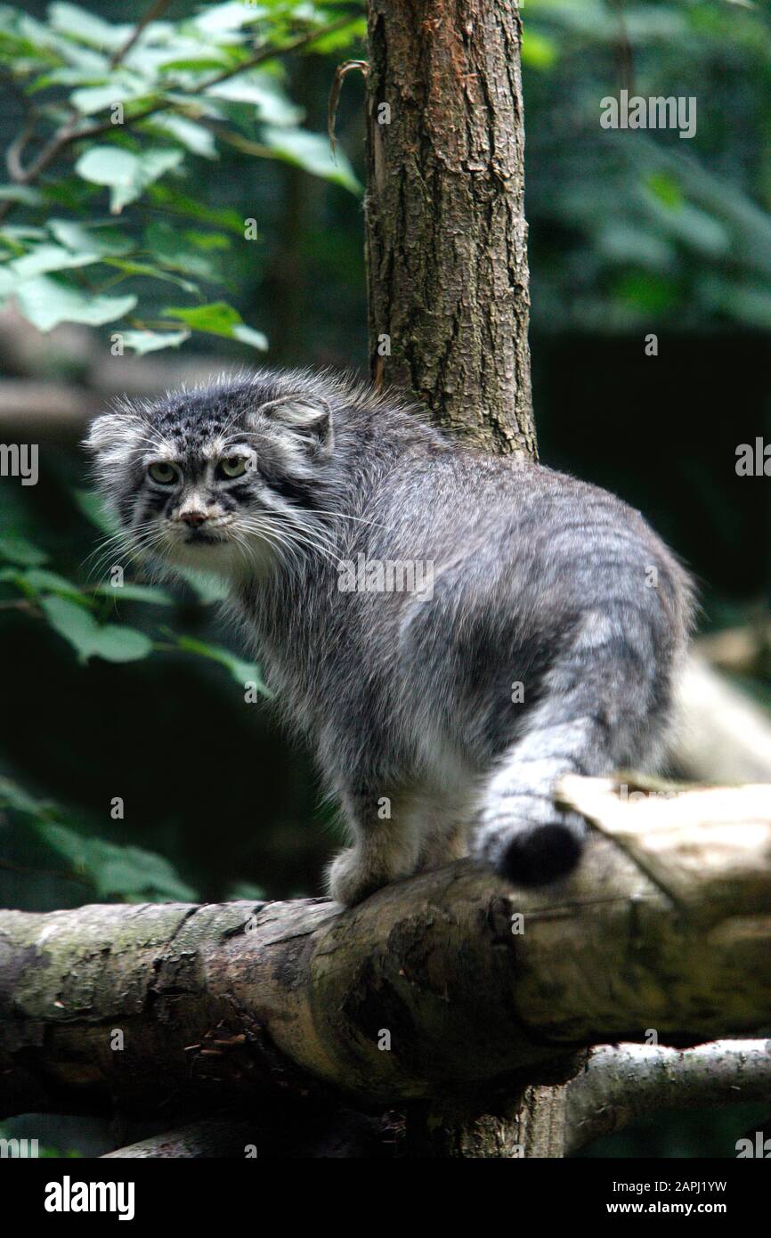 Manul or Pallas's Cat, otocolobus manul, Adult Stock Photo