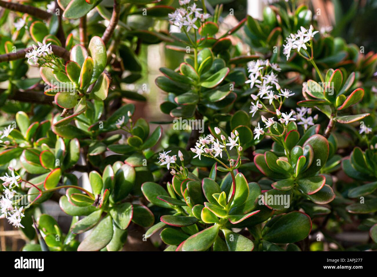 A jade plant (Crassula ovata) in flower Stock Photo