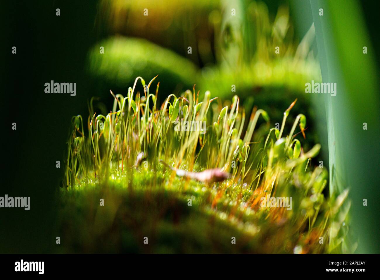 The sporophytes of moss Stock Photo