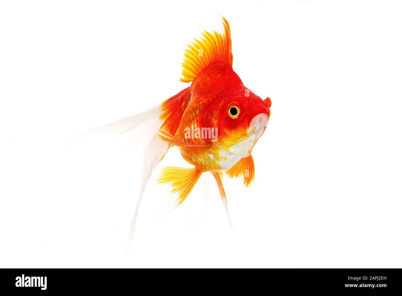 Ryukin Goldfish, carassius auratus, Adult Against White Background Stock Photo