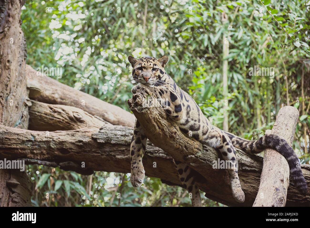 Clouded leopard tree hi-res stock photography and images - Alamy