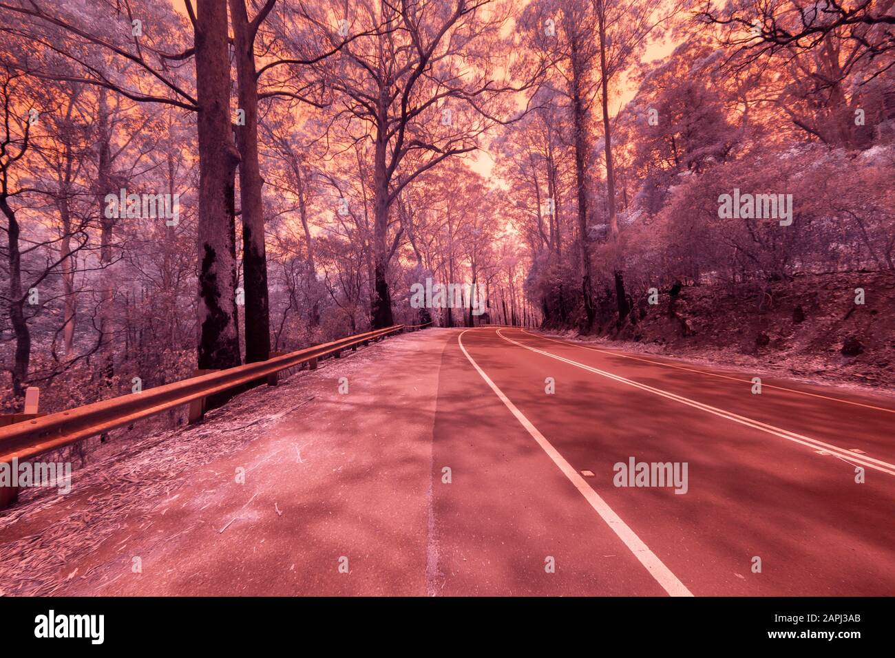Eucalyptus trees damaged by bushfire in The Blue Mountains in Infrared