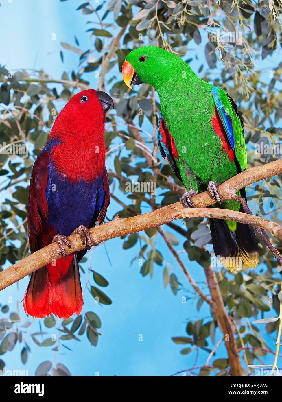 Eclactus Eclectus Parrot, eclectus roratus, Male with Female standing on Branch ...