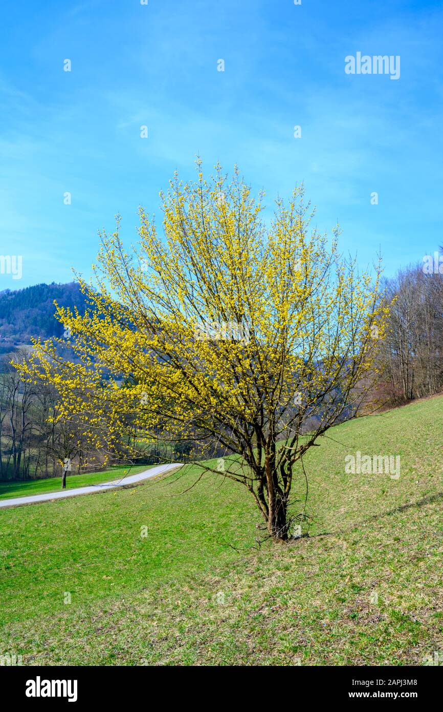 Hartriegel Stock Photos Hartriegel Stock Images Alamy