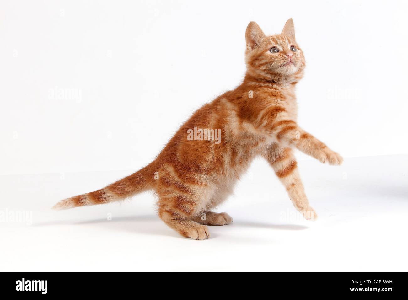 Red Domestic Cat, Kitten playing against White Background Stock Photo