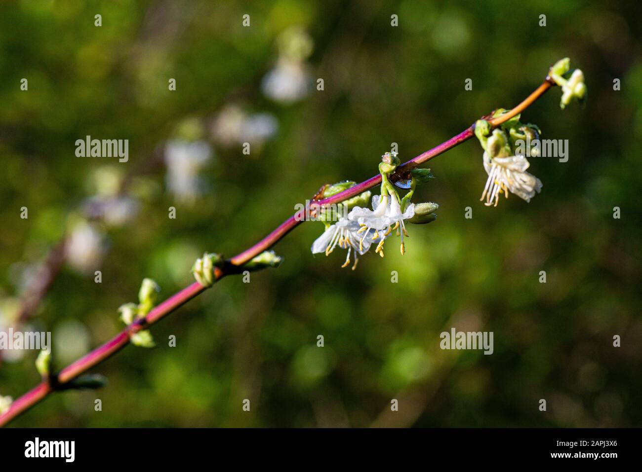 The flowers of a winter-flowering honeysuckle (Lonicera fragrantissima) Stock Photo