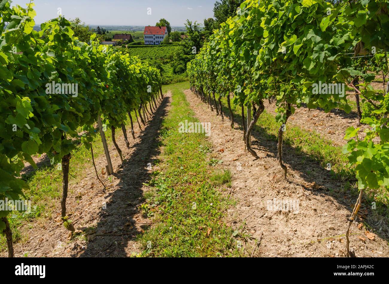 Vineyard in summer, Herxheim am Berg, German Wine Route, Rhineland-Palatinate, Germany Stock Photo