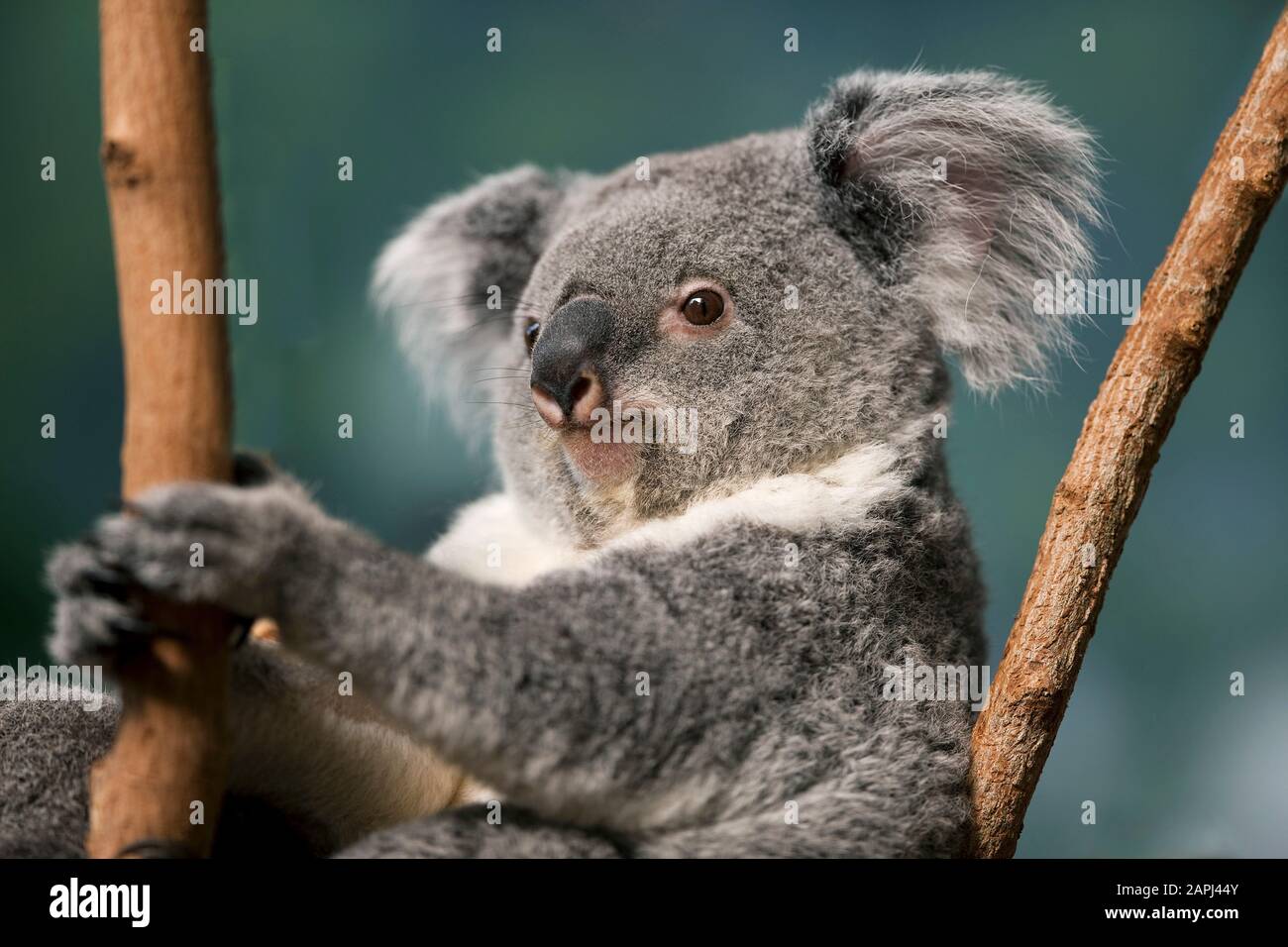 Koala, phascolarctos cinereus, Portrait of Female Stock Photo
