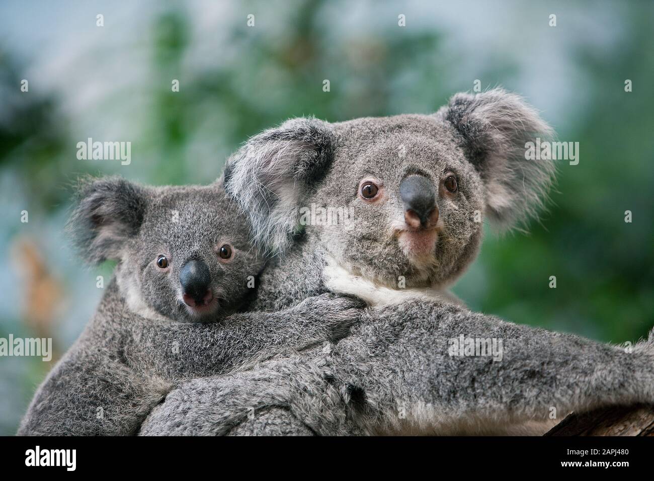 Koala, phascolarctos cinereus, Female carrying Young on its Back Stock Photo