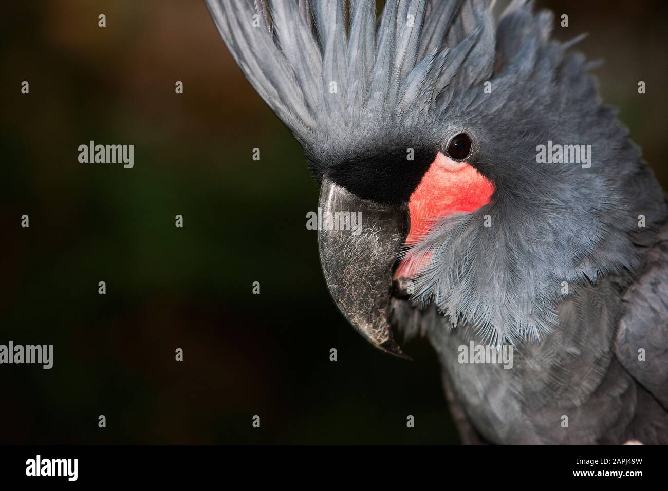Palm Cockatoo, probosciger aterrimus, Portrait of Adult, Close-up of Head with Crest raised Stock Photo