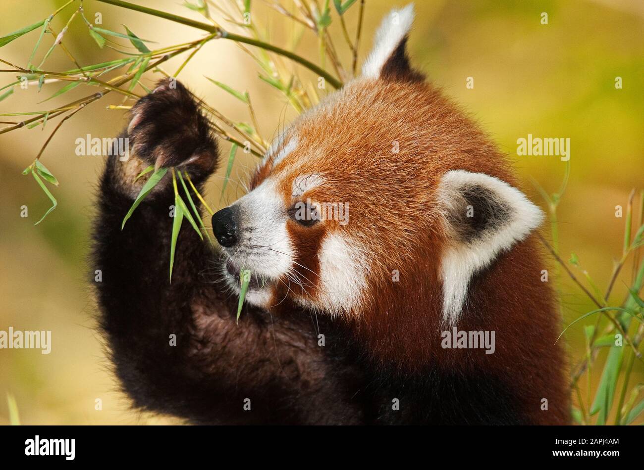 Red Panda, ailurus fulgens, Adult eating Bamboo Stock Photo
