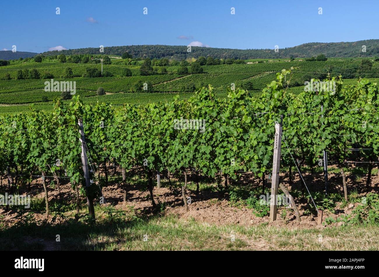 Vineyards in summer near Bad Dürkheim, German Wine Route, Rhineland-Palatinate, Germany Stock Photo