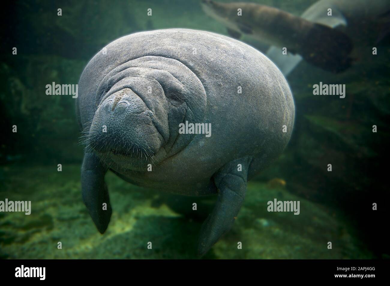 Caribbean Manatee or West-Indian Manatee or Sea Cow, trichechus manatus, Adult Stock Photo