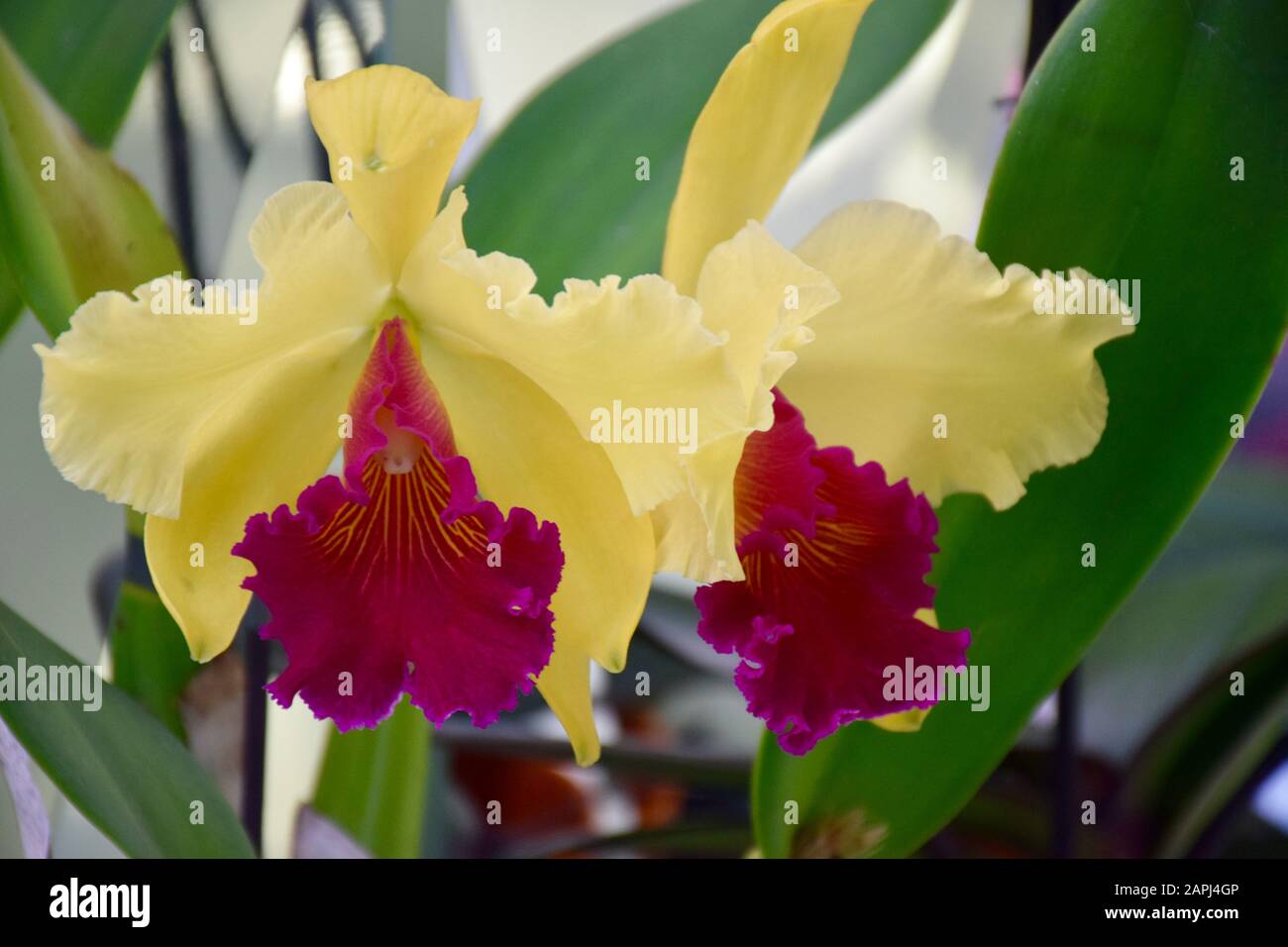 Yellow and red cattleya orchid. Close up in Amsterdam, Netherlands. Stock Photo