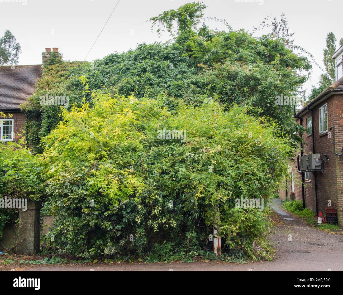 House covered and overgrown completely with trees and other plants Stock Photo
