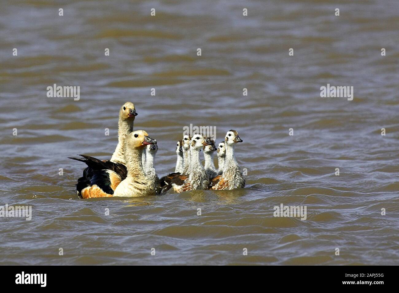 Orinoco Goose, neochen jubata, Family swimming, Los Lianos in Venezuela Stock Photo