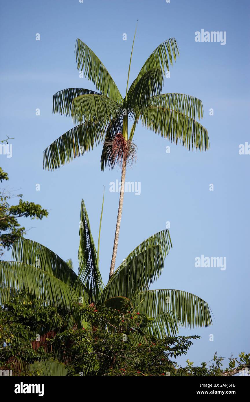 Moriche Plam, mauritia flexuosa, Tree producing Heart of Palm, Orinoco Delta in Venezuela Stock Photo