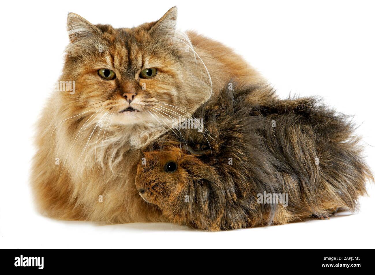 Tortoiseshell Persian Domestic Cat With Long Hair Guinea Pig