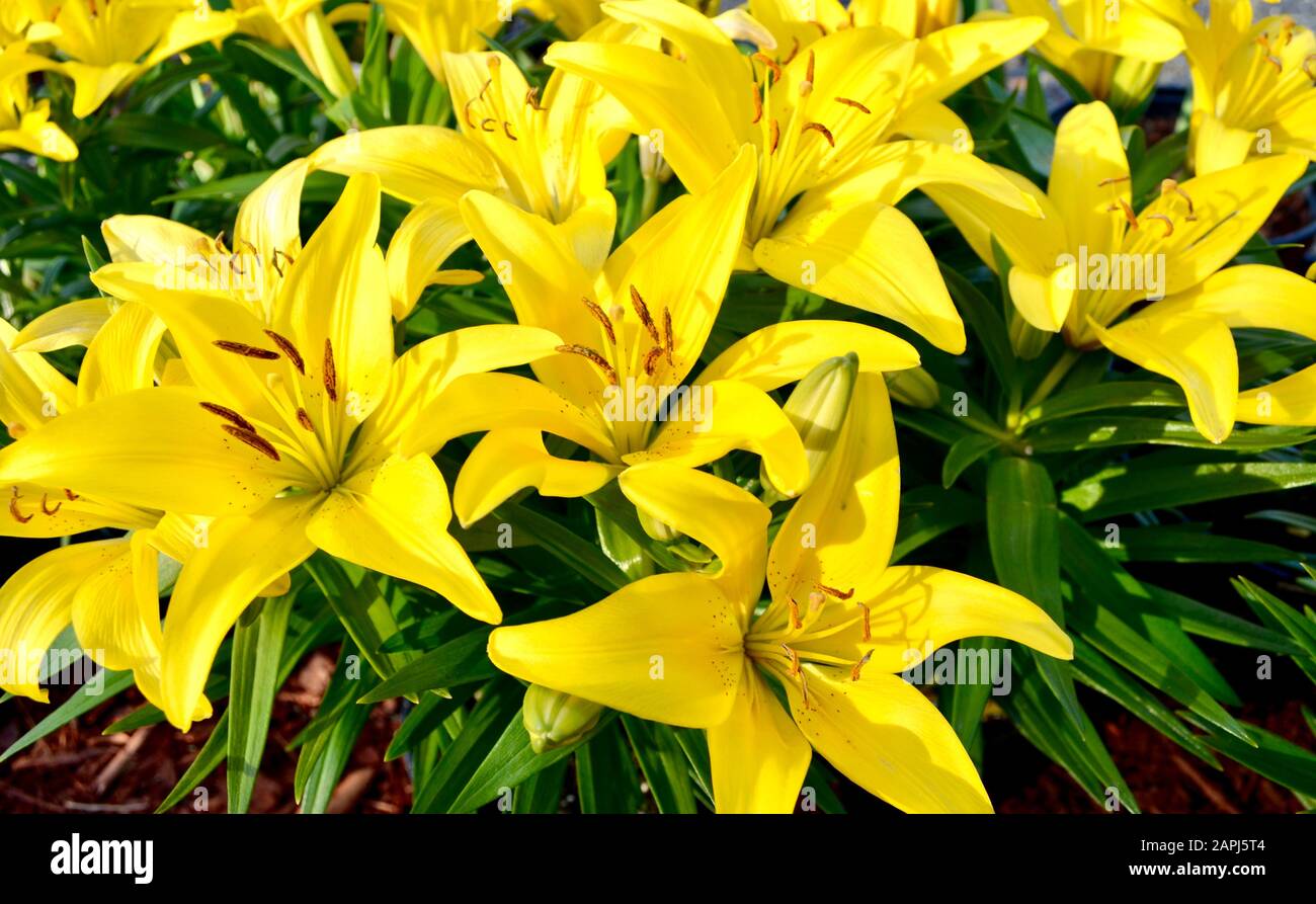 Closeup of bright yellow lilies in full bloom. Stock Photo