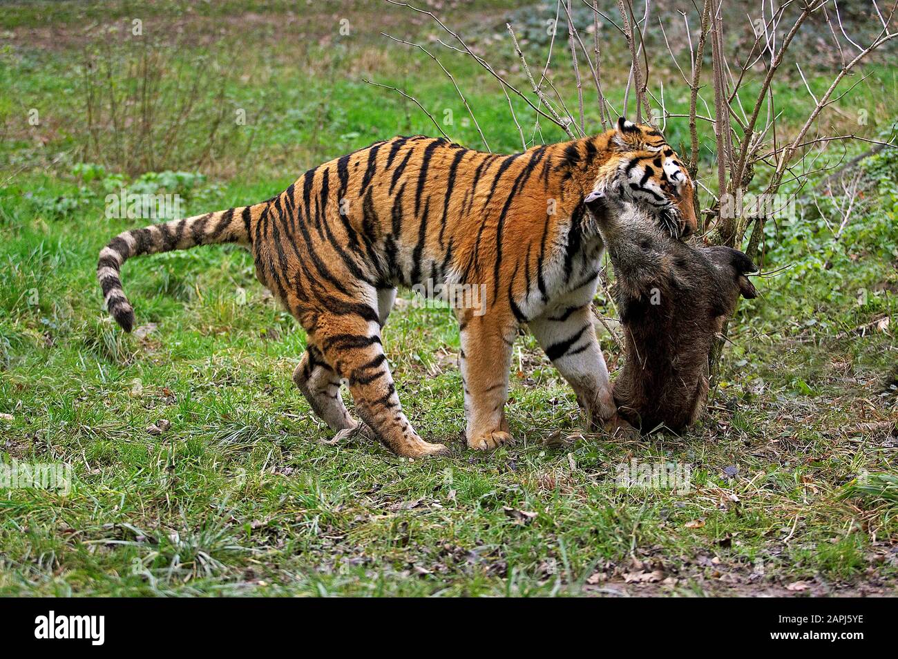 Tiger Vs Wild Boar