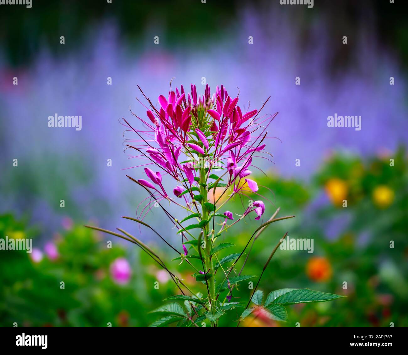 Pink Spider Flower, Cleome hassleriana, Manitoba, Canada. Stock Photo