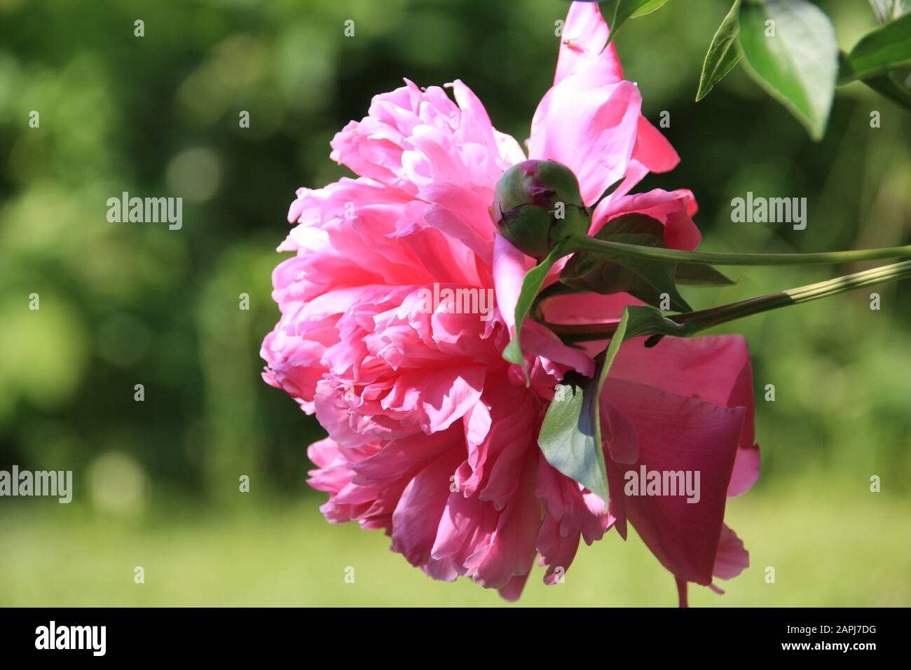 Pink peony flower in the morning sun close-up on a blurred green ...