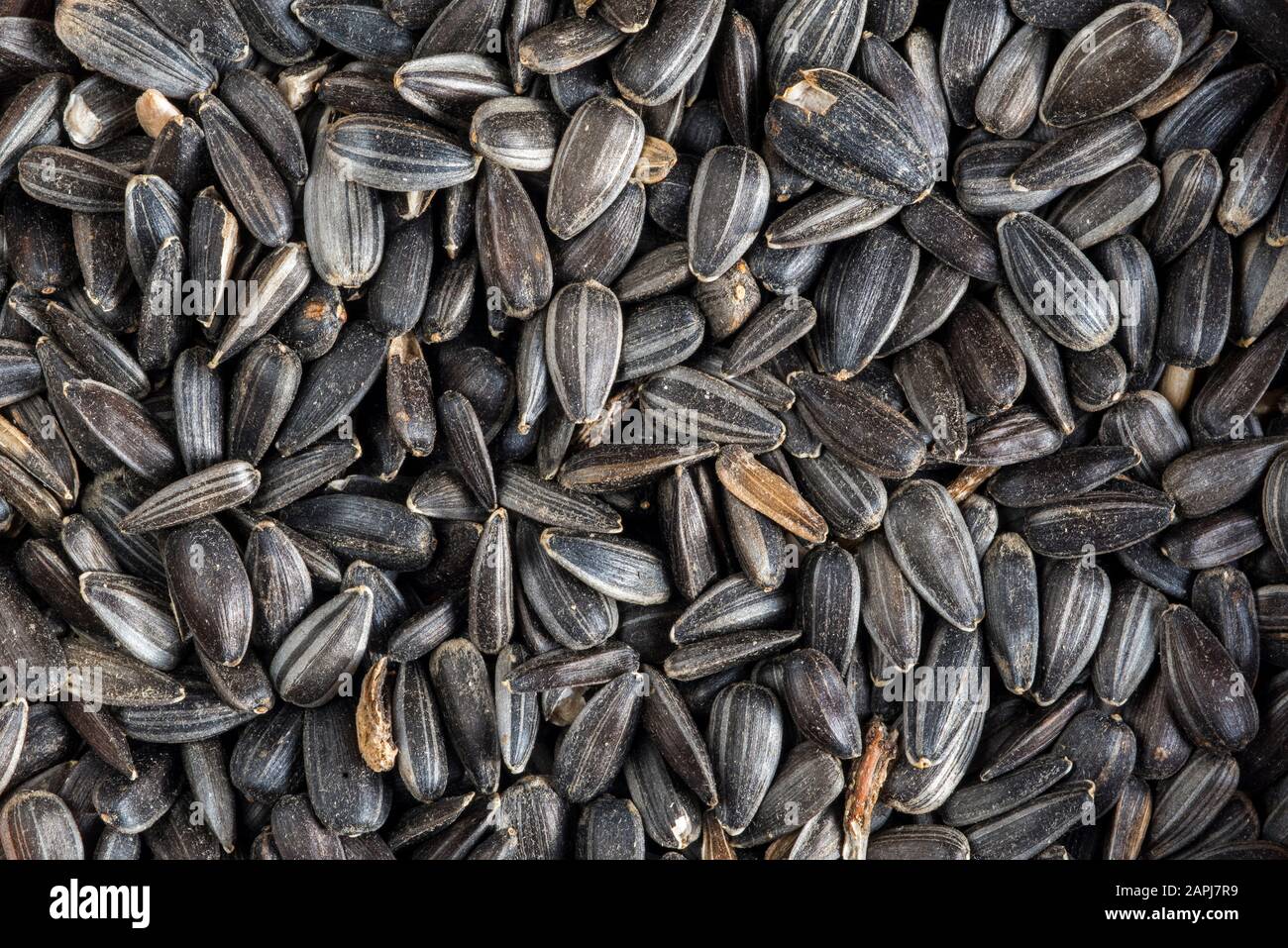 Close-up of black oil sunflower seeds in hulls as winter bird food for garden birds Stock Photo
