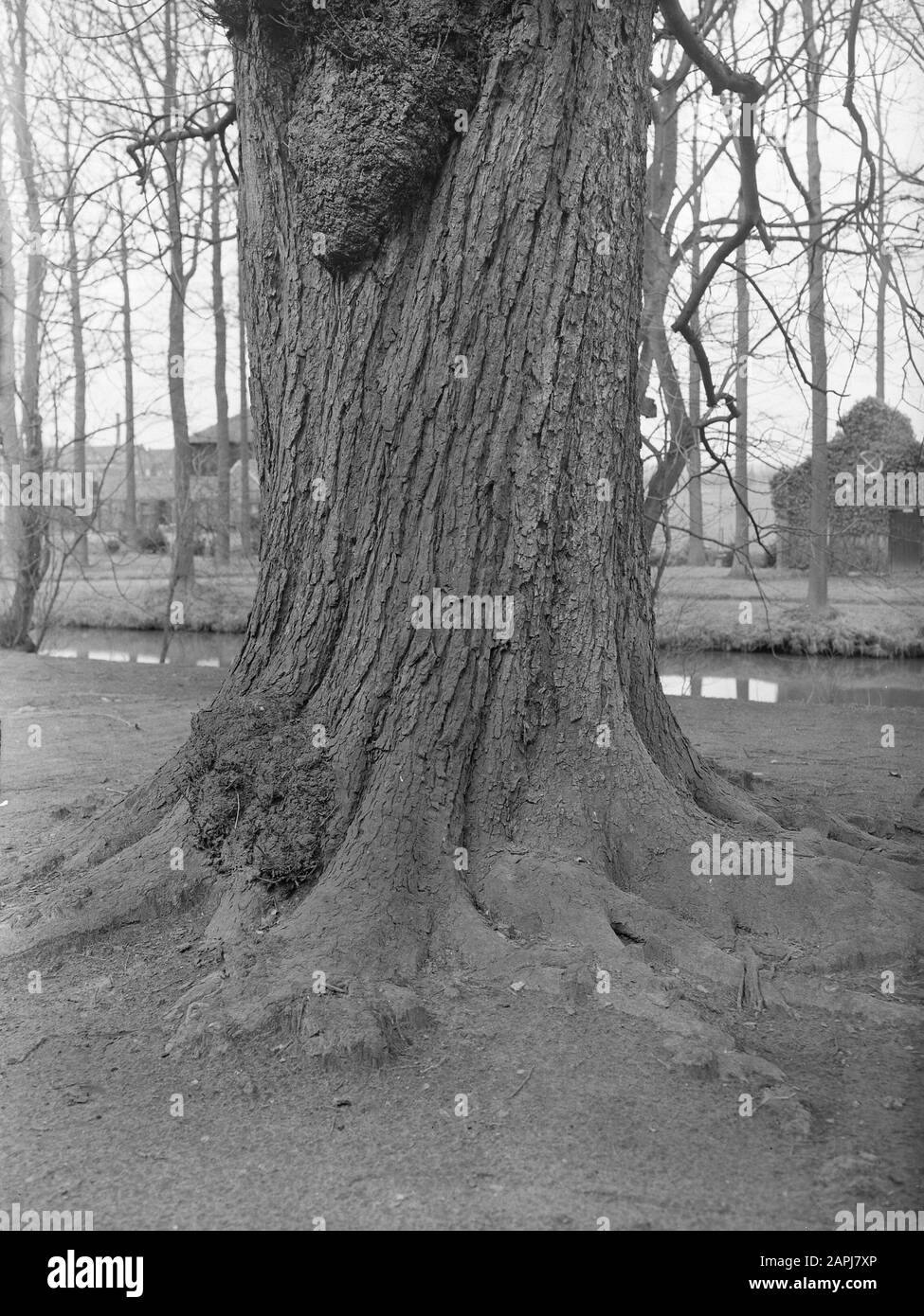 Tree trees wood tribes Black and White Stock Photos & Images - Alamy